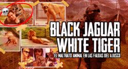 Black Jaguar-White Tiger, el maltrato animal en las faldas del Ajusco.