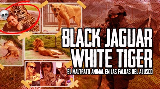 Black Jaguar-White Tiger, el maltrato animal en las faldas del Ajusco.