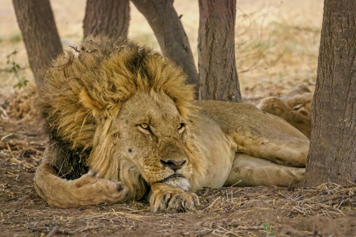 closeup-portrait-of-strong-noble-lion-lying-on-straw-min